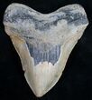 Megalodon Tooth - North Carolina #9516-1